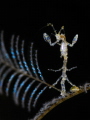 weekly hotshot click to zoom